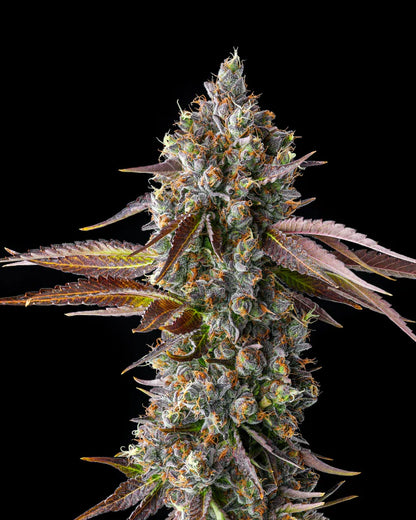 Strawberry Skrilla (Compound Genetics) feminisiert