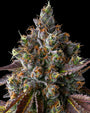 Strawberry Skrilla (Compound Genetics) feminized