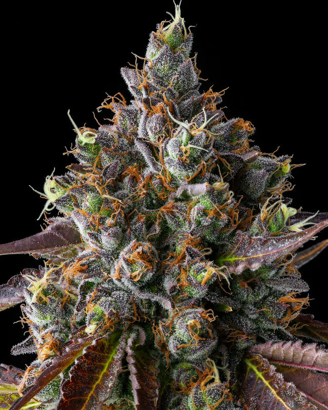 Strawberry Skrilla von Compound Genetics