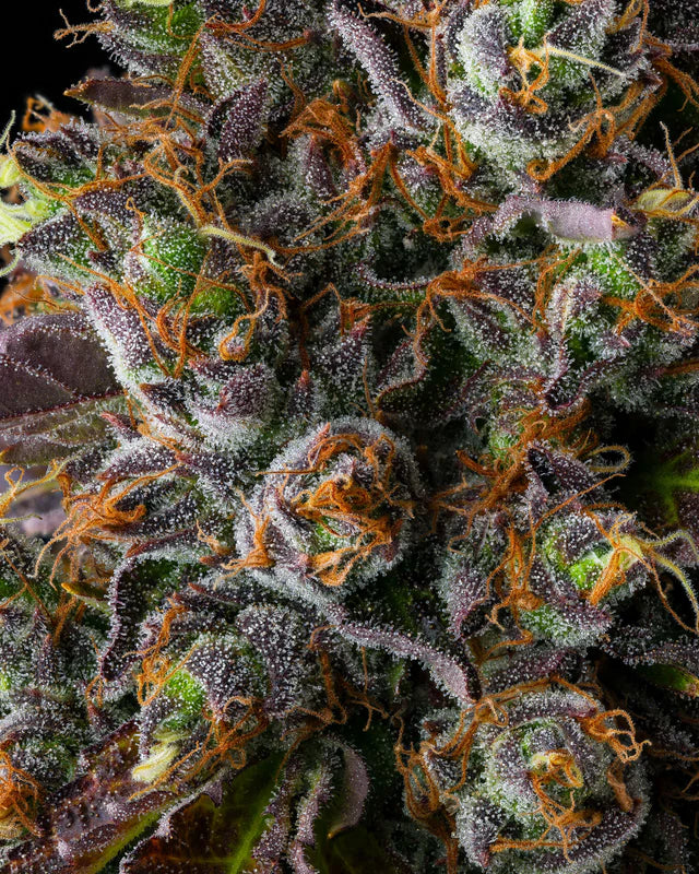 Strawberry Skrilla (Compound Genetics) feminisiert