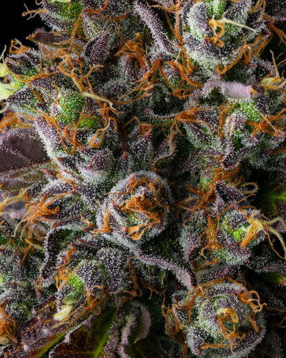 Strawberry Skrilla (Compound Genetics) feminisiert