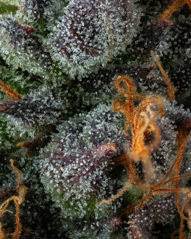 Strawberry Skrilla (Compound Genetics) feminisiert