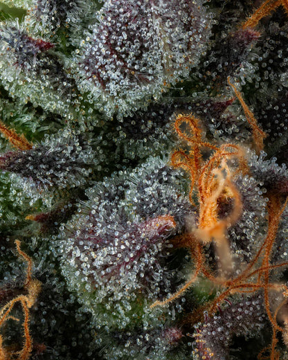 Strawberry Skrilla (Compound Genetics) feminisiert