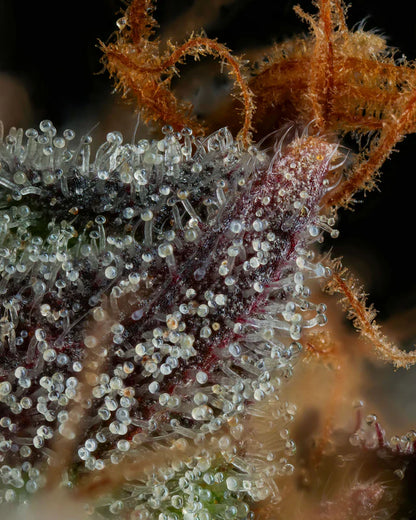 Strawberry Skrilla (Compound Genetics) feminisiert