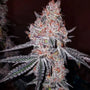Strawberry Cookies OG R1 (Ethos Genetics) feminized