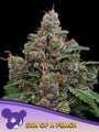 Sun of a Peach (Anesia Seeds) feminized