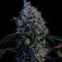 Super Lemon Haze RBX3 (Ethos Genetics) feminized