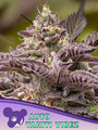Tahiti Vibez Auto (Anesia Seeds)