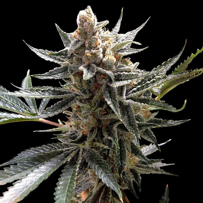 Tangie (DNA Genetics) Regulär Cannabis Samen von DNA Genetics
