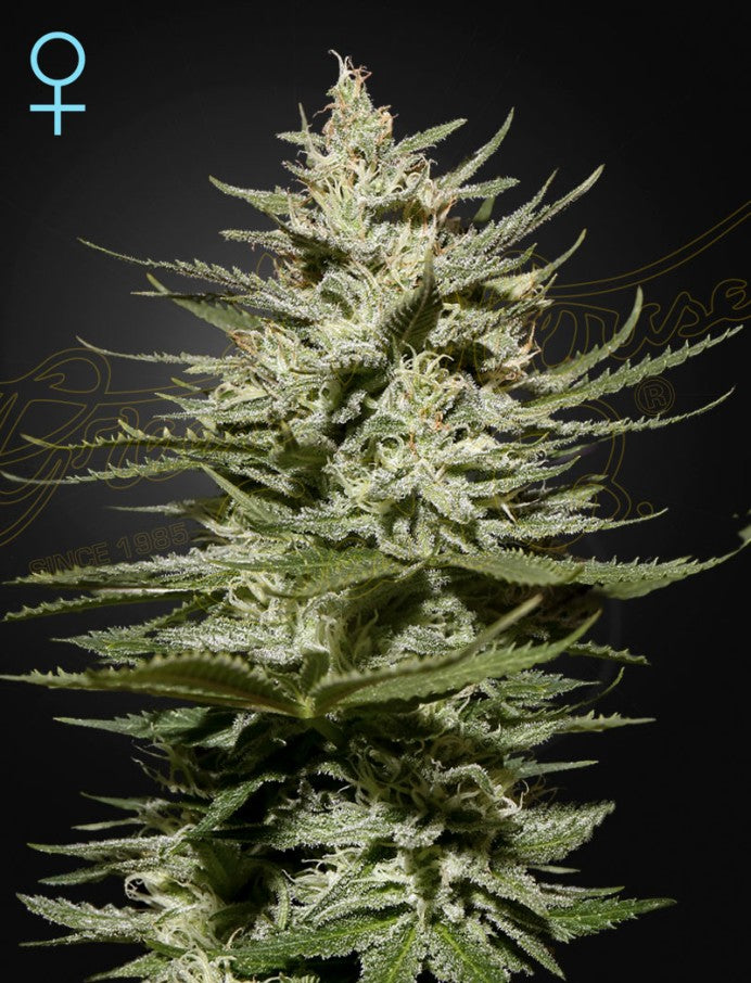 The Church CBD (Greenhouse Seed Co.) feminisiert Cannabis Samen von Greenhouse Seed Co.