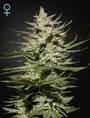 The Church CBD (Greenhouse Seed Co.) feminisiert