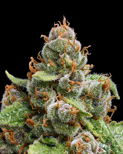 The Upsetter (Humboldt Seed Co.) feminisiert