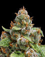 The Upsetter (Humboldt Seed Co.) feminisiert