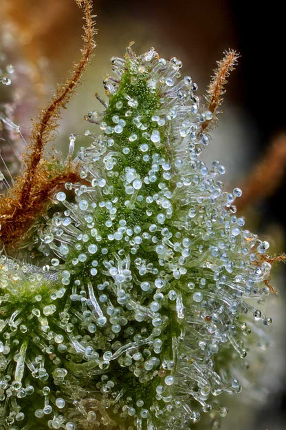 The Upsetter (Humboldt Seed Co.) feminisiert