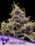 Think Tank (Anesia Seeds) feminisiert Cannabis Samen von Anesia Seeds