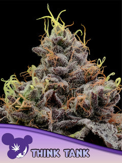 Think Tank (Anesia Seeds) feminisiert Cannabis Samen von Anesia Seeds