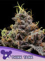 Think Tank (Anesia Seeds) feminized