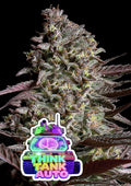 Think Tank Auto (Anesia Seeds) Cannabis Samen von Anesia Seeds