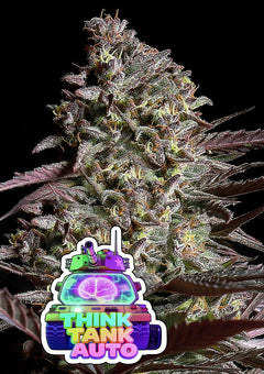 Think Tank Auto (Anesia Seeds) Cannabis Samen von Anesia Seeds