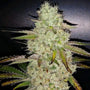 Toasted R1 (Ethos Genetics) feminisiert