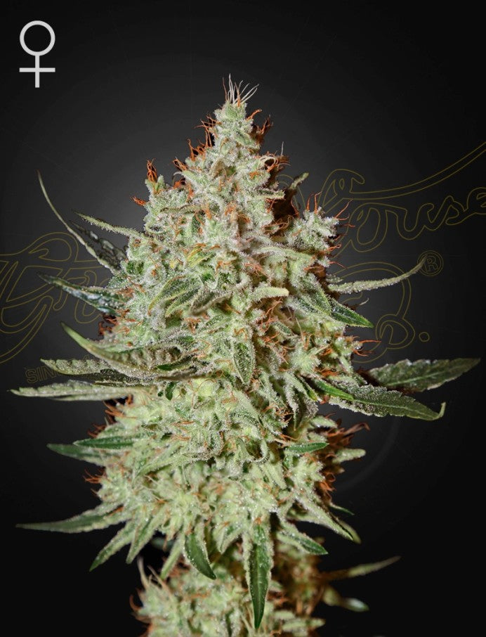 Trainwreck (Greenhouse Seed Co.) feminisiert Cannabis Samen von Greenhouse Seed Co.