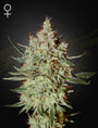 Trainwreck (Greenhouse Seed Co.) feminisiert