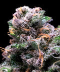 Tropical Cooler (Atlas Seed) feminisiert