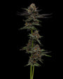Vanilla Creme Pie (Humboldt Seed Co.) feminisiert
