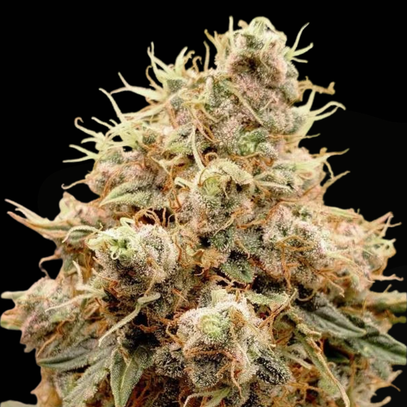 White Widow Auto (Dutch Passion)