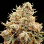White Widow Auto (Dutch Passion)