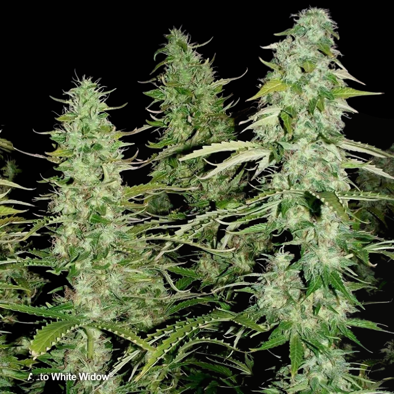 White Widow Auto (Dutch Passion)