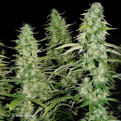 White Widow Auto (Dutch Passion)