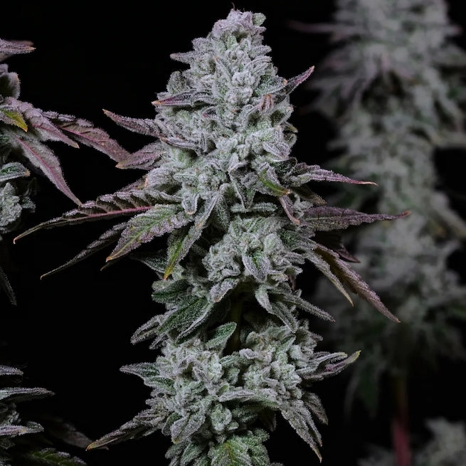 Banana Daddy IBL Auto (Ethos Genetics)