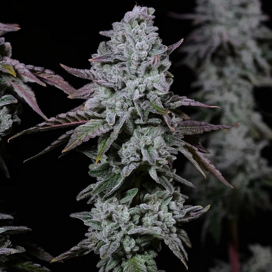 Banana Daddy IBL Auto (Ethos Genetics)