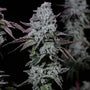 Banana Daddy IBL Auto (Ethos Genetics)