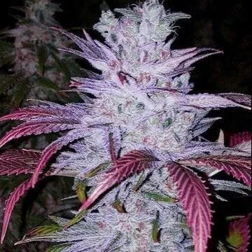 Early Lemon Berry RBX (Ethos Genetics) feminisiert