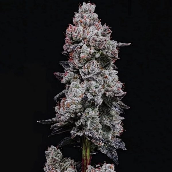 Lemon Cherry Gelato Auto R3 (Ethos Genetics)