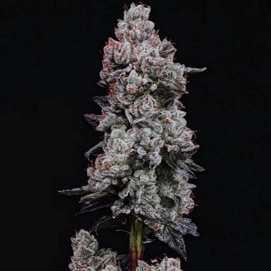 Lemon Cherry Gelato Auto R3 (Ethos Genetics)