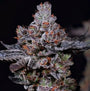 Mookie B R1 (Ethos Genetics) Feminized