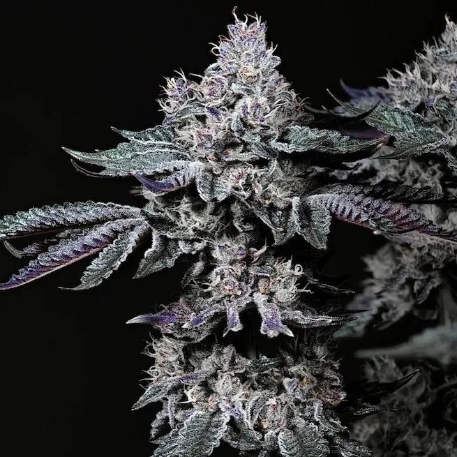 Nuggz R1 (Ethos Genetics) feminisiert