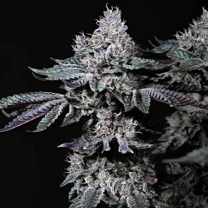Nuggz R1 (Ethos Genetics) feminisiert
