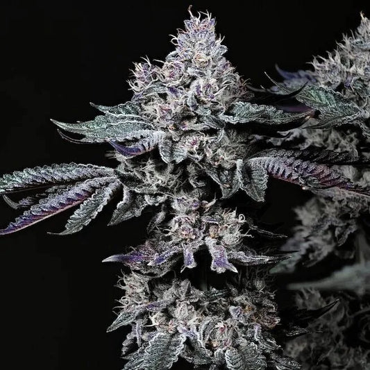 Nuggz R1 (Ethos Genetics) feminisiert