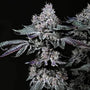 Nuggz R1 (Ethos Genetics) Feminized