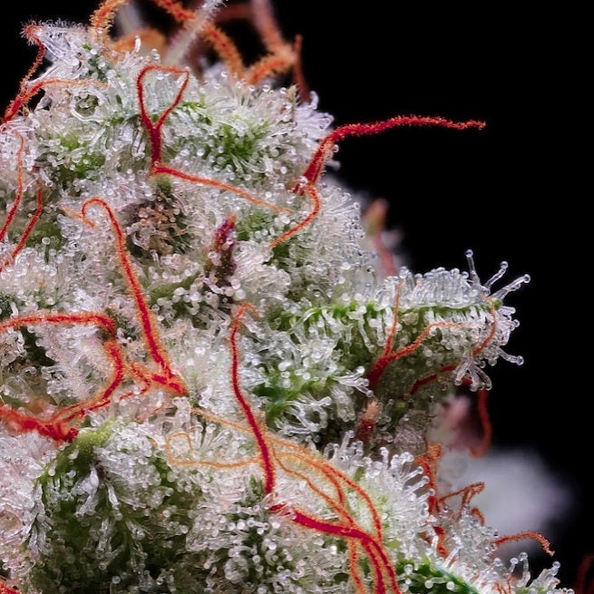 Peach Crescendo Auto RF3 (Ethos Genetics)