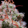 Peach Crescendo Auto RF3 (Ethos Genetics)