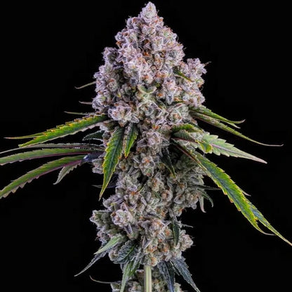 Pepe Silvia R1 (Ethos Genetics) feminisiert