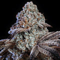 Psy-Op R1 (Ethos Genetics) feminisiert Cannabis Samen von Ethos Genetics