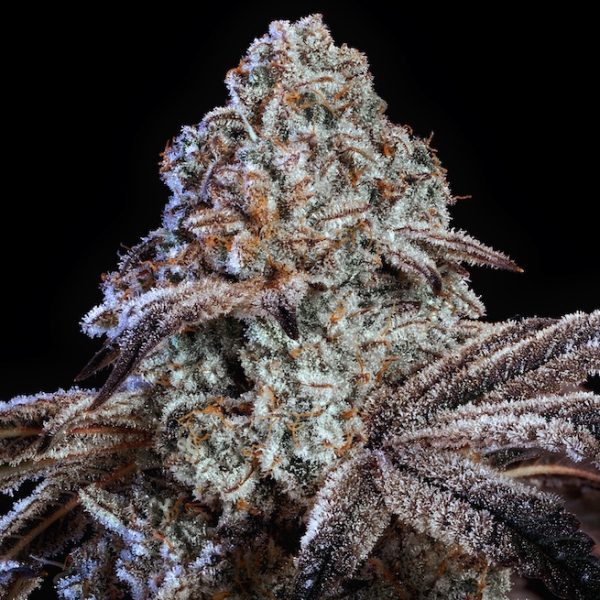Psy-Op R1 (Ethos Genetics) feminisiert