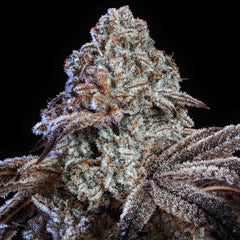 Psy-Op R1 (Ethos Genetics) feminisiert Cannabis Samen von Ethos Genetics