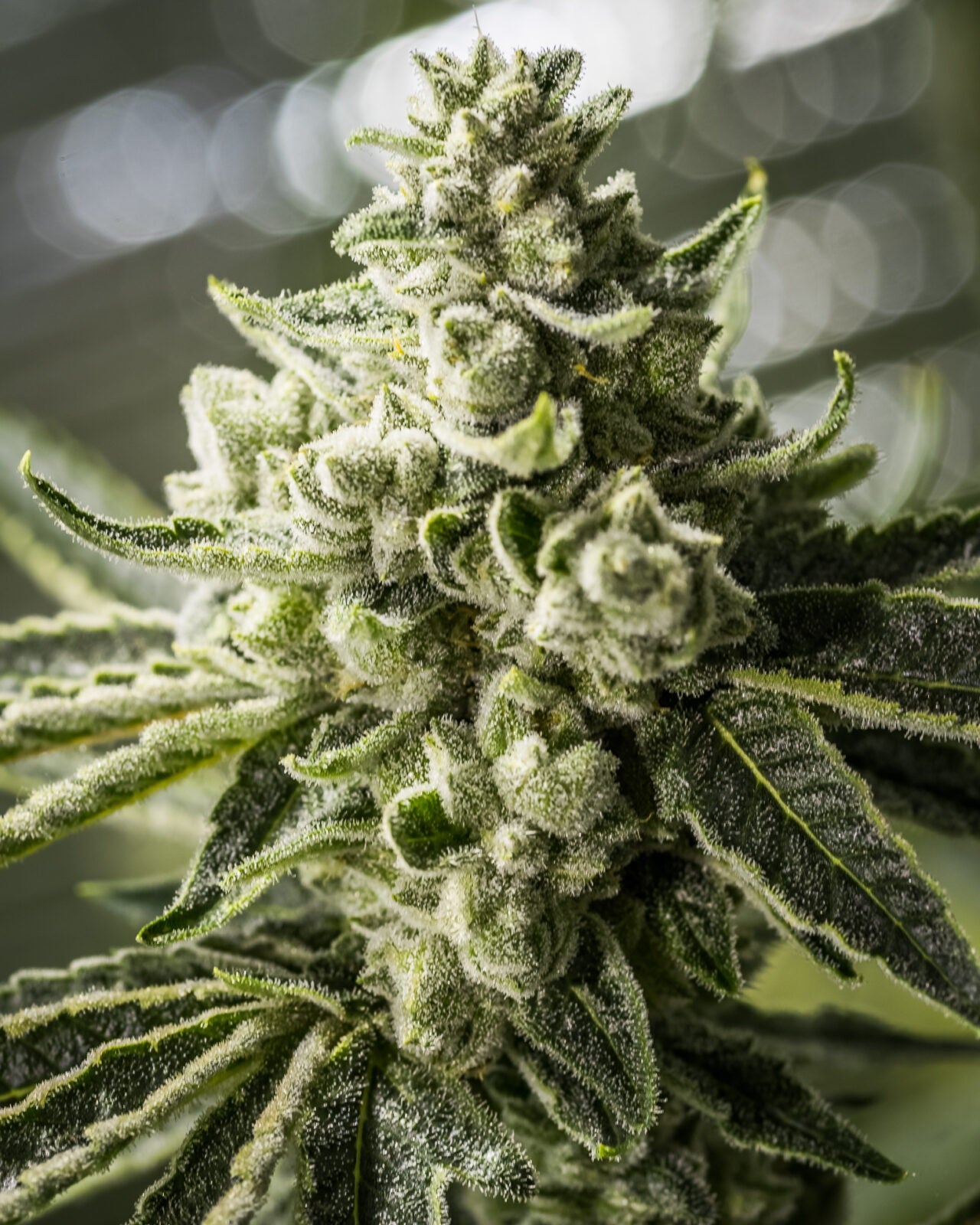 Grimm Glue (Brothers Grimm Seeds) feminisiert